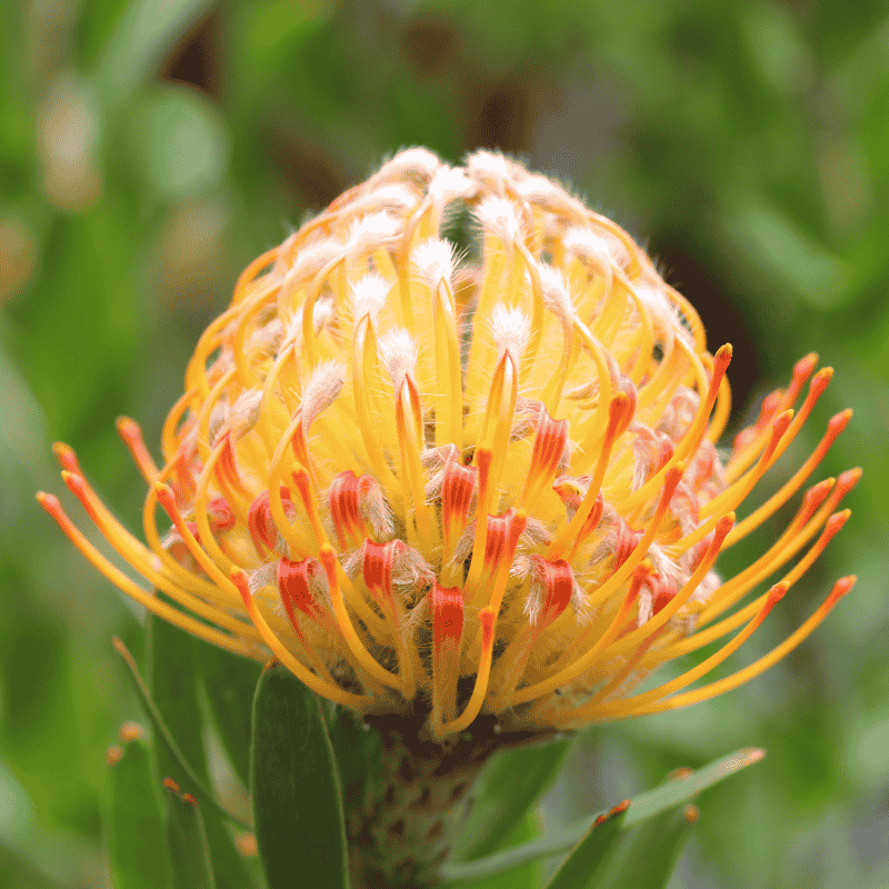 Leucospermum Carnival Peach 14cm