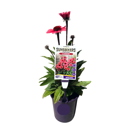 Echinacea Sunseekers Carmine 14cm