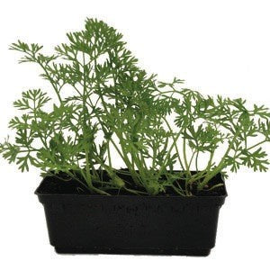 Carrot Little Fingers Punnet