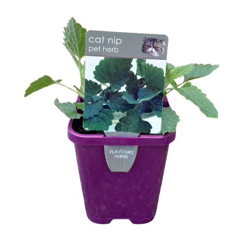 Catnip 10cm