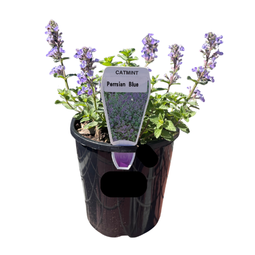 Nepeta Purrsian Blue 14cm_