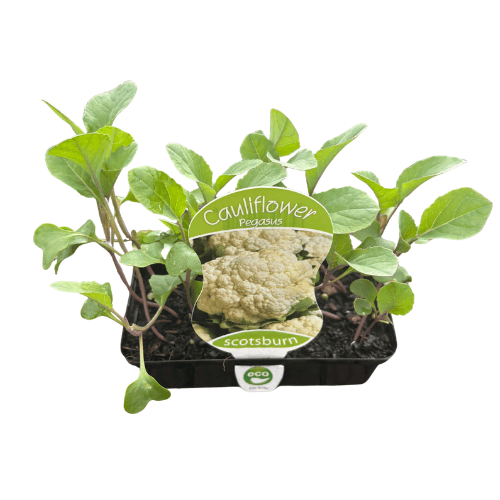 Cauliflower Pegasus Punnet