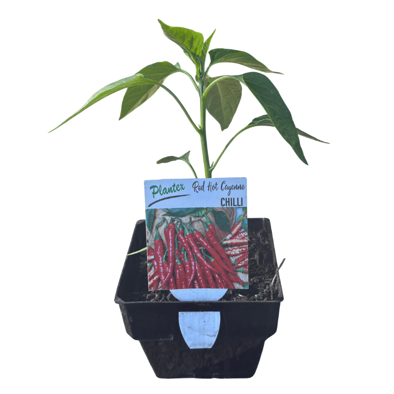 Chilli 'Red Hot Cayenne' 10cm