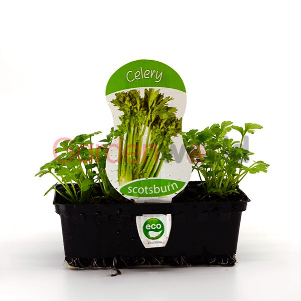 Celery American Stringless Punnet