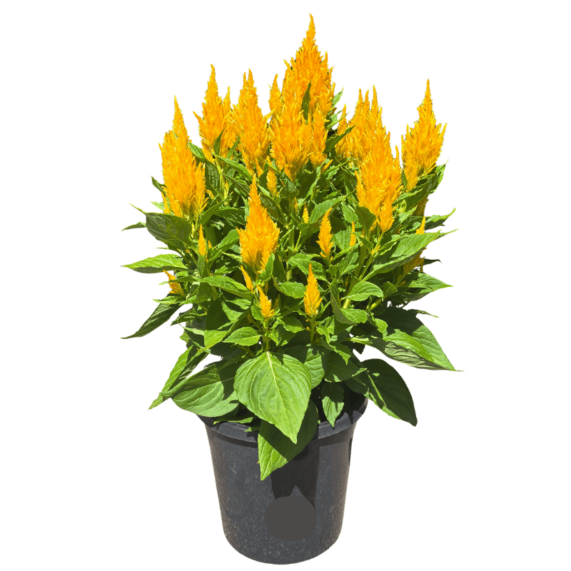 Celosia Bright Sparks Yellow 20cm