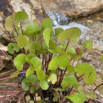 Arthritis Herb (Gotu Kola) 10cm