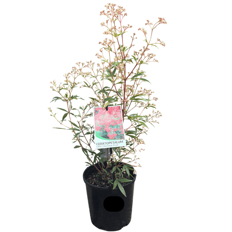Ceratopetalum gummiferum 'NSW Christmas Bush' 15cm