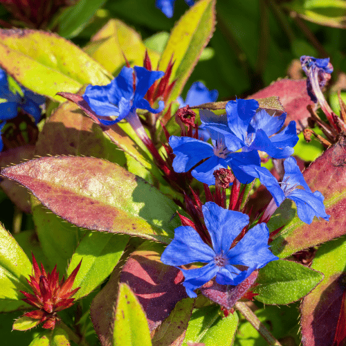 Ceratostigma Elite Electric Blue 15cm