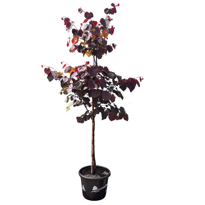Cercis Forest Pansy 40cm