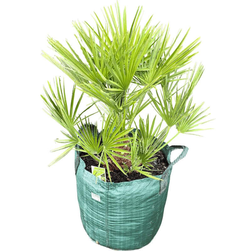 Chamaerops humilis 45L
