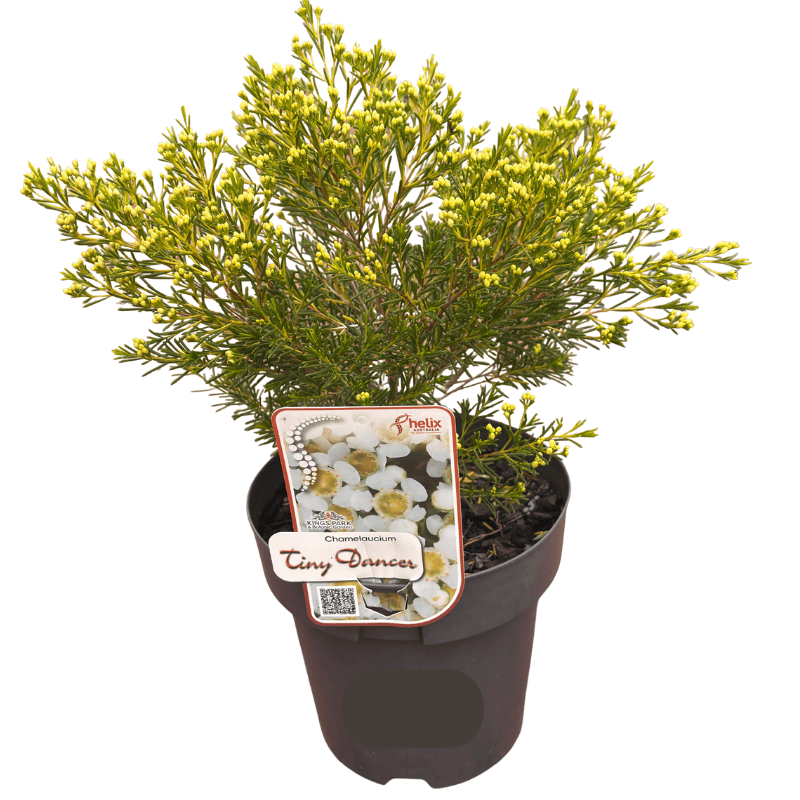Chamelaucium Tiny Dancer 18cm