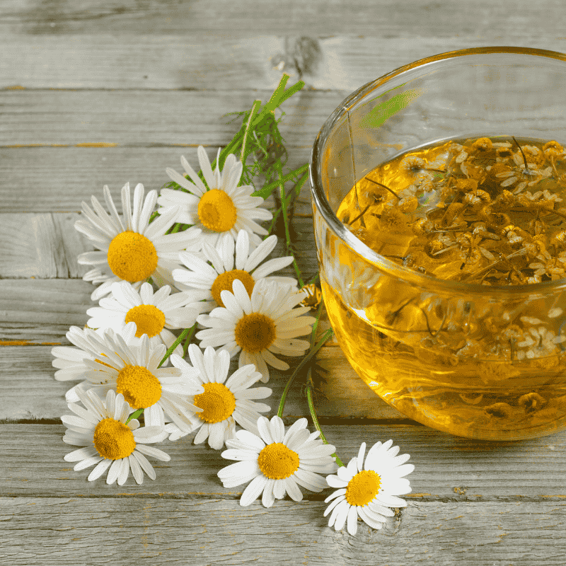 Chamomile German 10cm