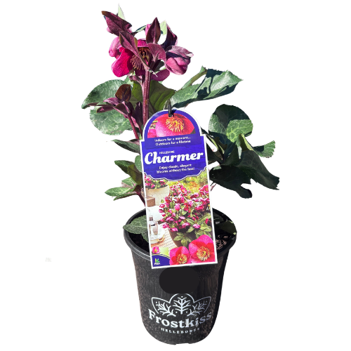 Helleborus Charmer 18cm