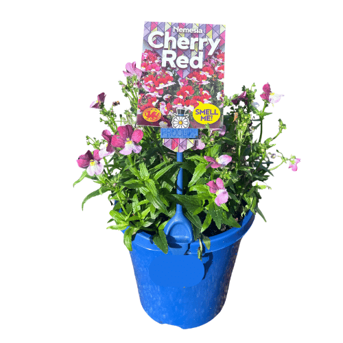 Nemesia Cherry Red 15cm