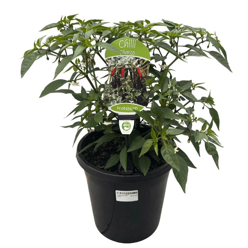 Chilli Assorted 20cm