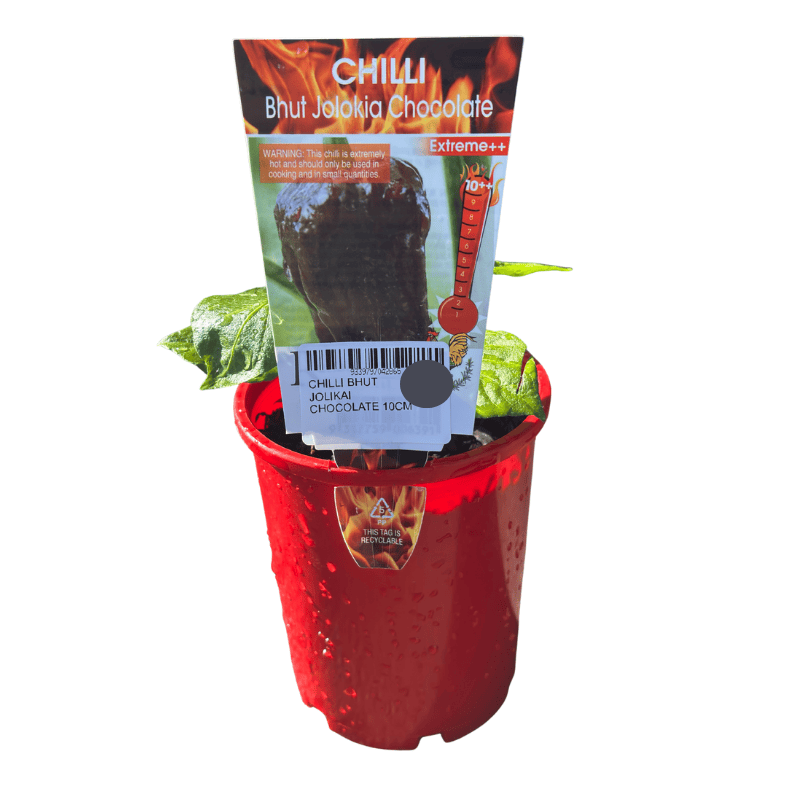 Chilli Bhut Jolokia Chocolate 10cm