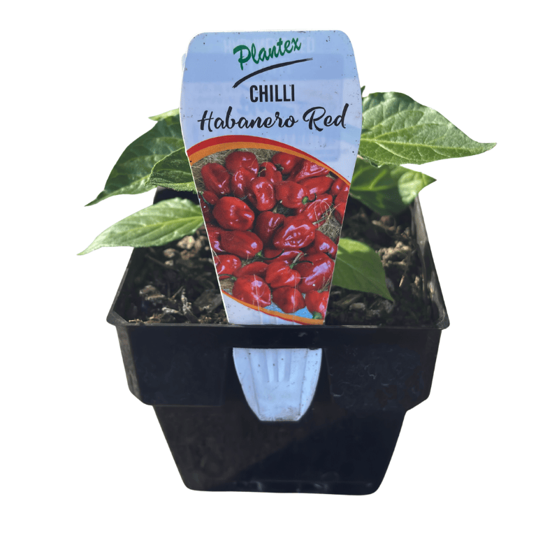 Chilli 'Habanero Red' 10cm