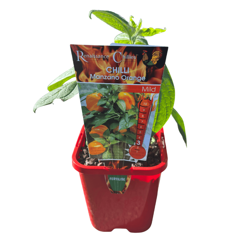Chilli Manzano Orange 10cm