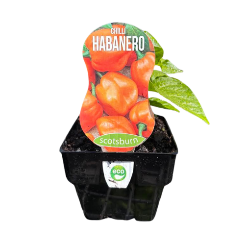 Chilli Habanero 10cm
