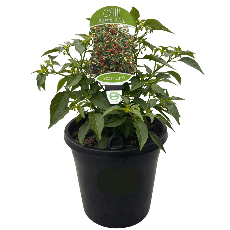 Chilli Assorted 20cm