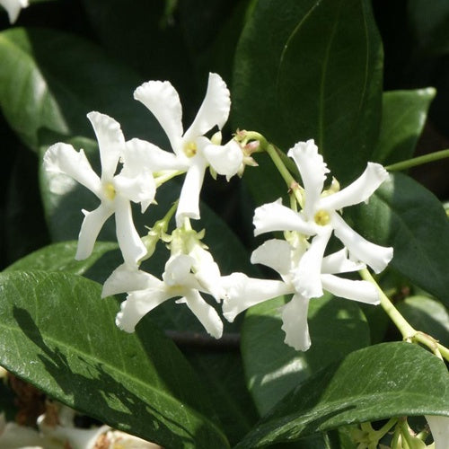 Trachelospermum jasminoides 25cm