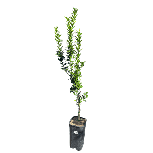 Orange Chinotto 17cm