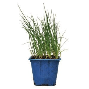 Chives Garlic 10cm Pot