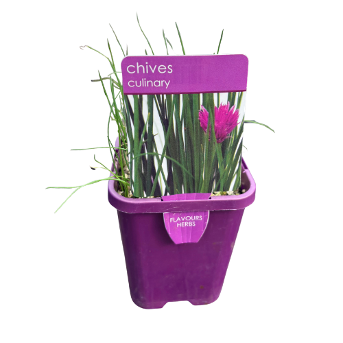 Chives 10cm Pot