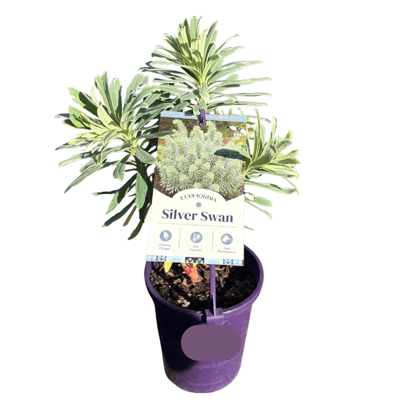 Euphorbia Silver Swan 14cm