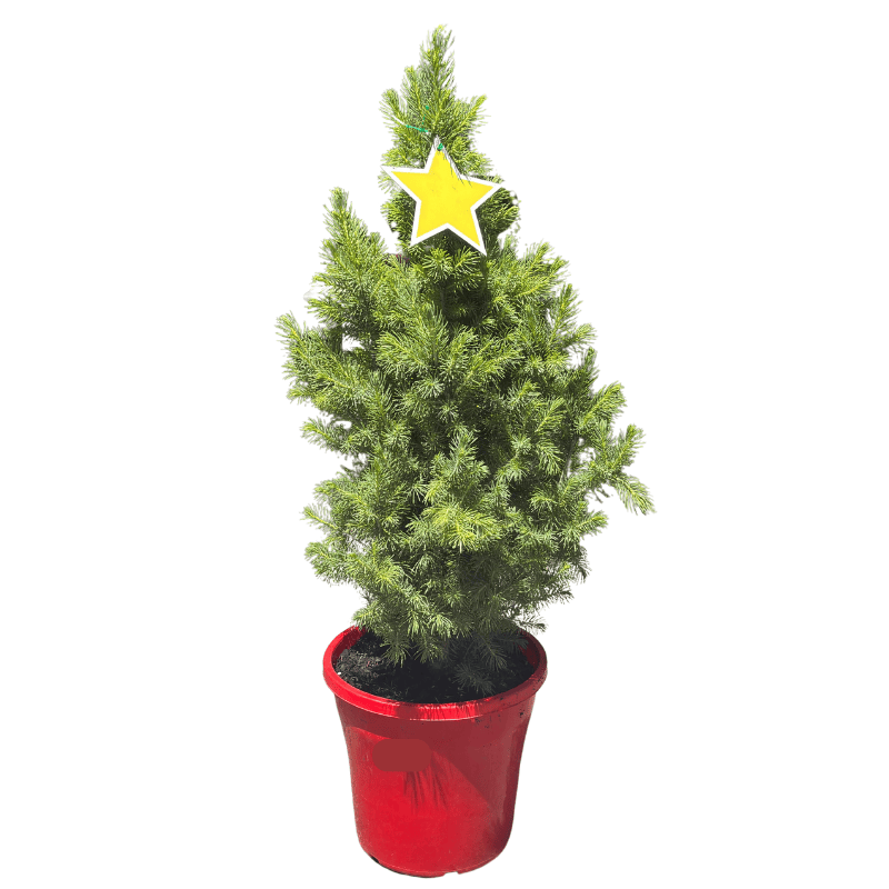 Picea glauca Super Star 25cm