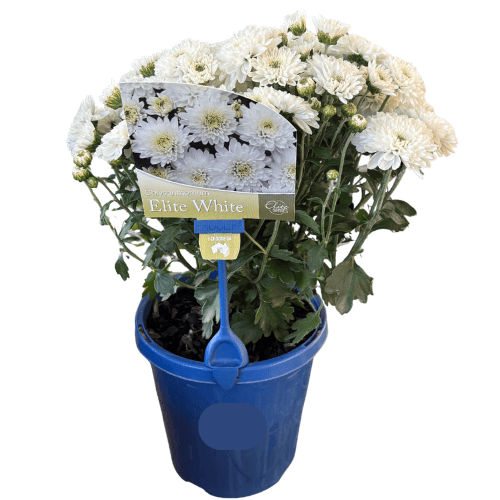 Chrysanthemum Elite White 15cm