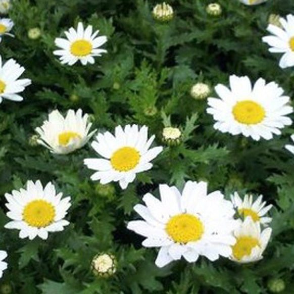 Chrysanthemum Chalet