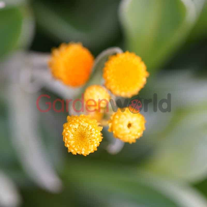 Chrysocephalum 'Desert Flame' 14cm