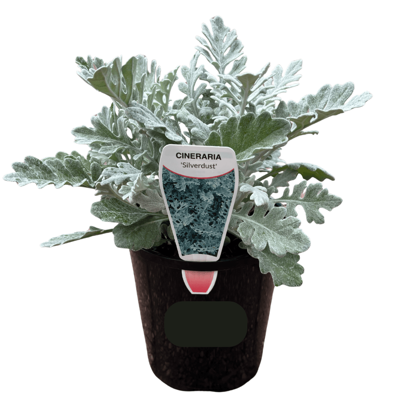 Cineraria Silver Dust 14cm