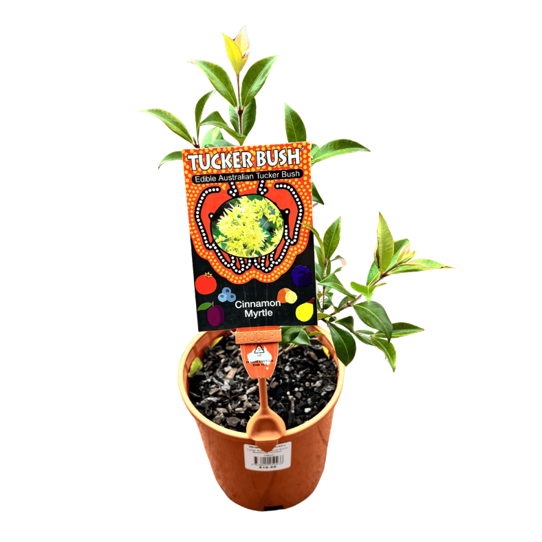 Backhousia myrtifolia 14cm