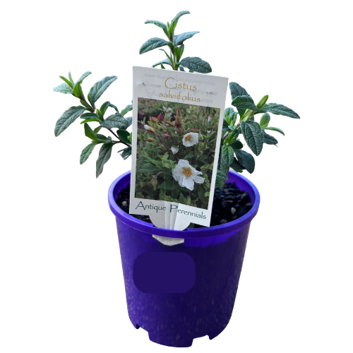Cistus Snow White 14cm