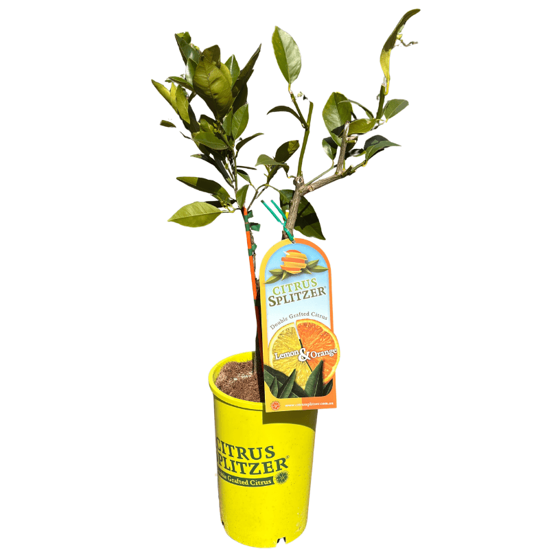 Splitzer Lemon Orange 17cm