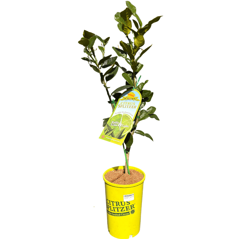 Splitzer Kaffir Lime 17cm