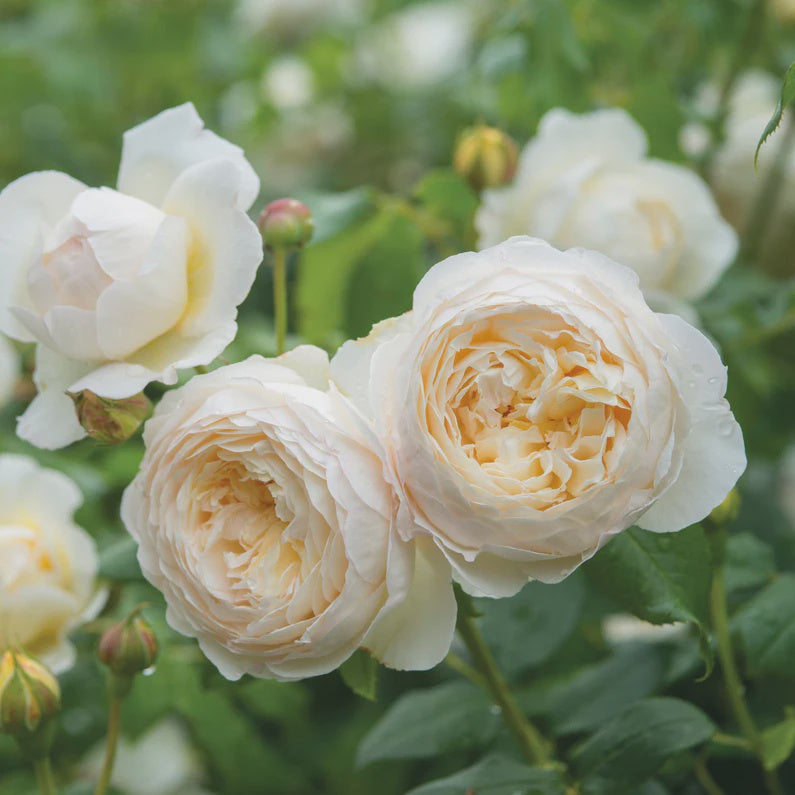 Rose Claire Austin Climbing 20cm