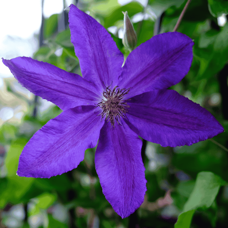 Clematis Hybrid Assorted 20cm