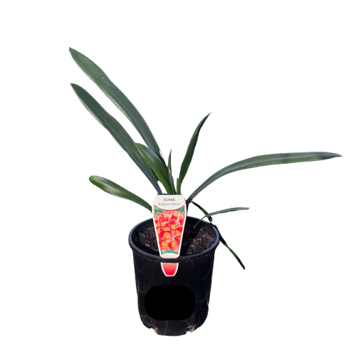 Clivia Belgian Hybrid_14cm