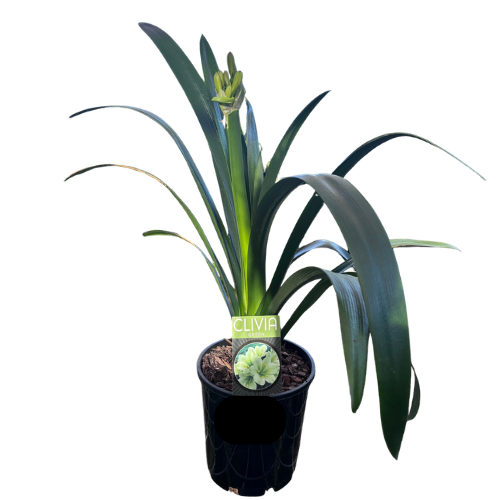 Clivia Green 18cm