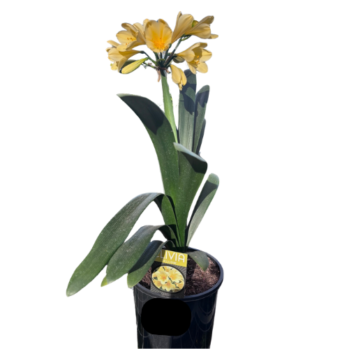 Clivia miniata Yellow_20cm