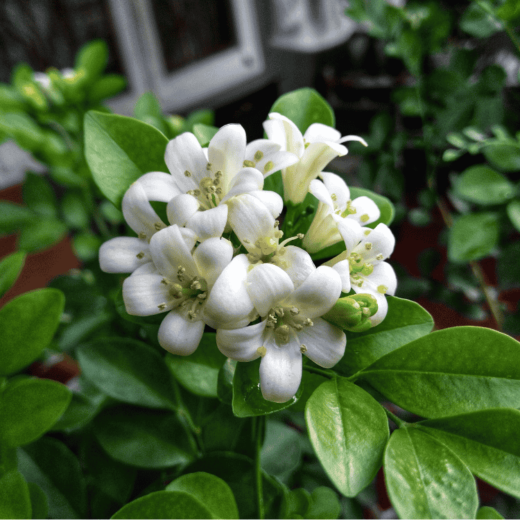 Murraya paniculata 20cm