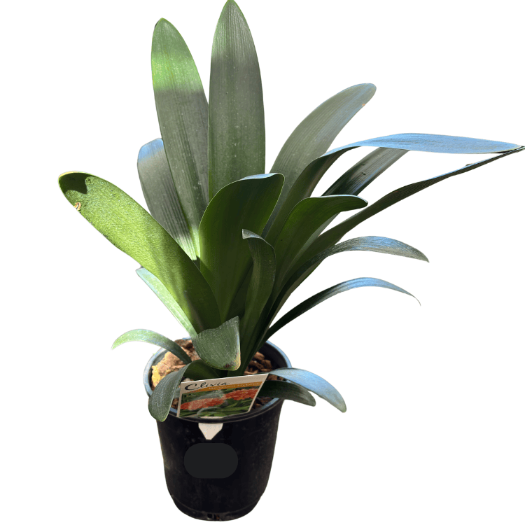 Clivia Belgian Hybrid_LLK