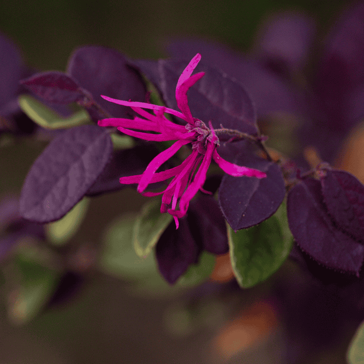 Loropetalum Plum Gorgeous 18cm