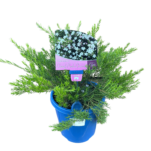 Coleonema Elite Pink Diosma 15cm