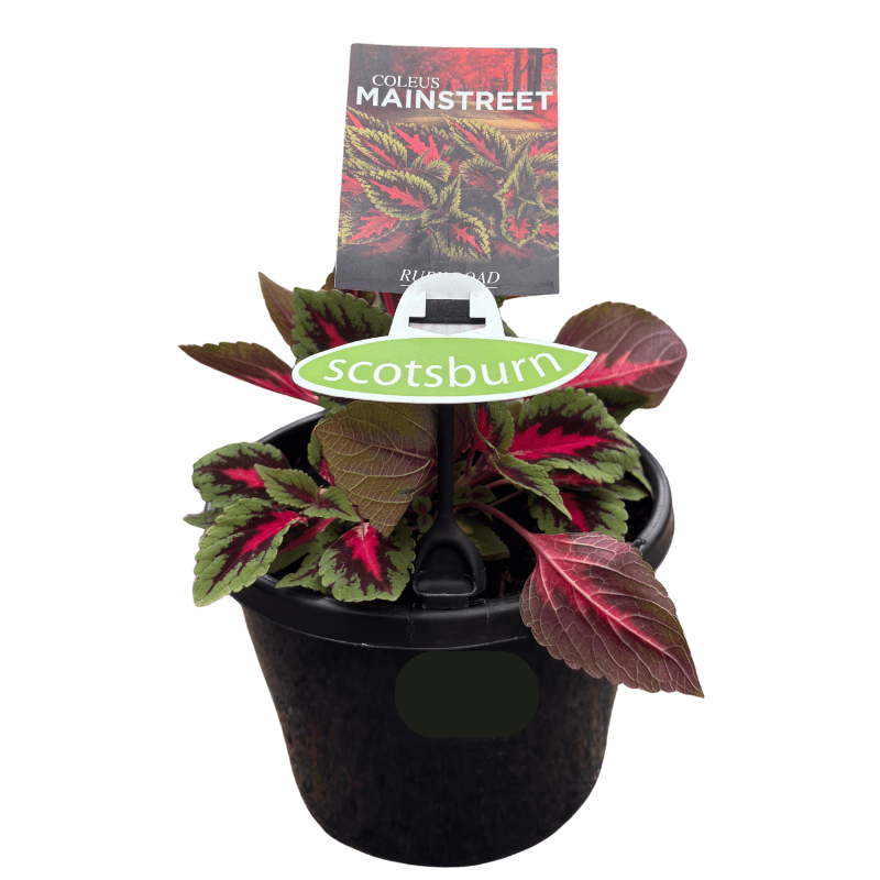 Coleus Ruby Road 20cm