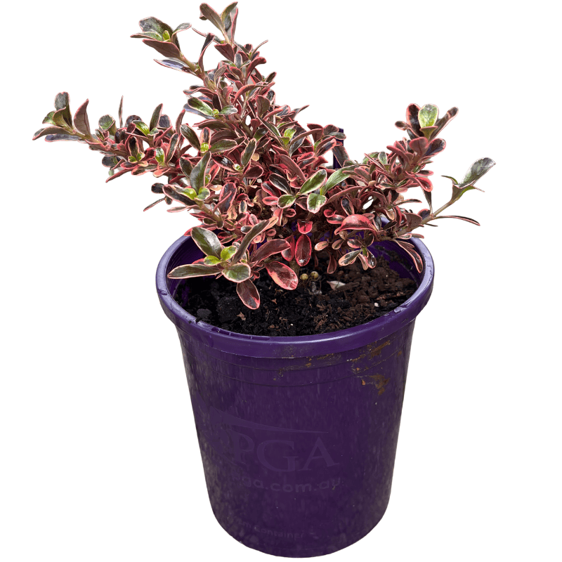 Coprosma Rainbow Connection 14cm