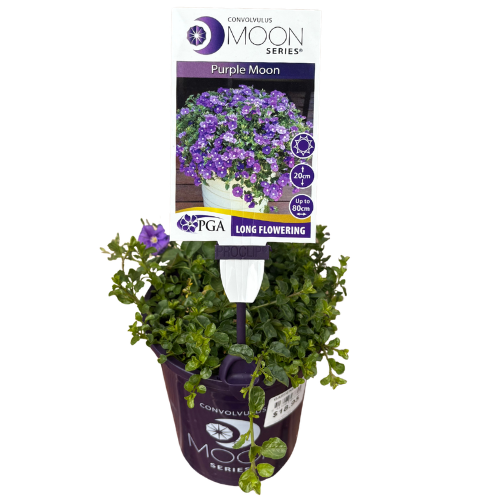 Convolvulus Purple Moon 14cm